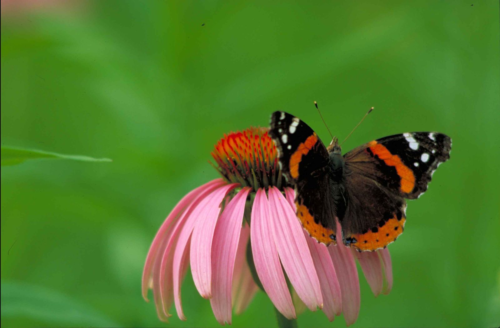 Atalantavlinder op een bloem