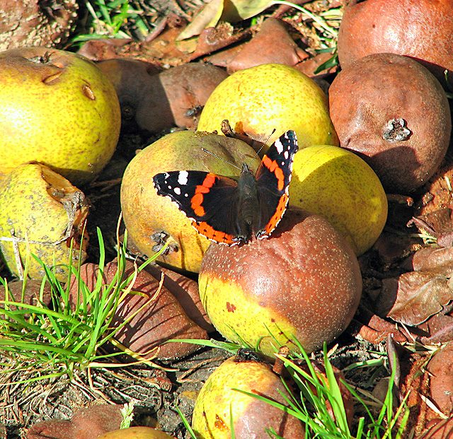Atalantavlinder op gevallen fruit